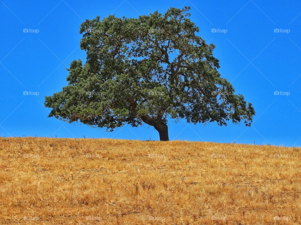 Lone Oak on a Hill