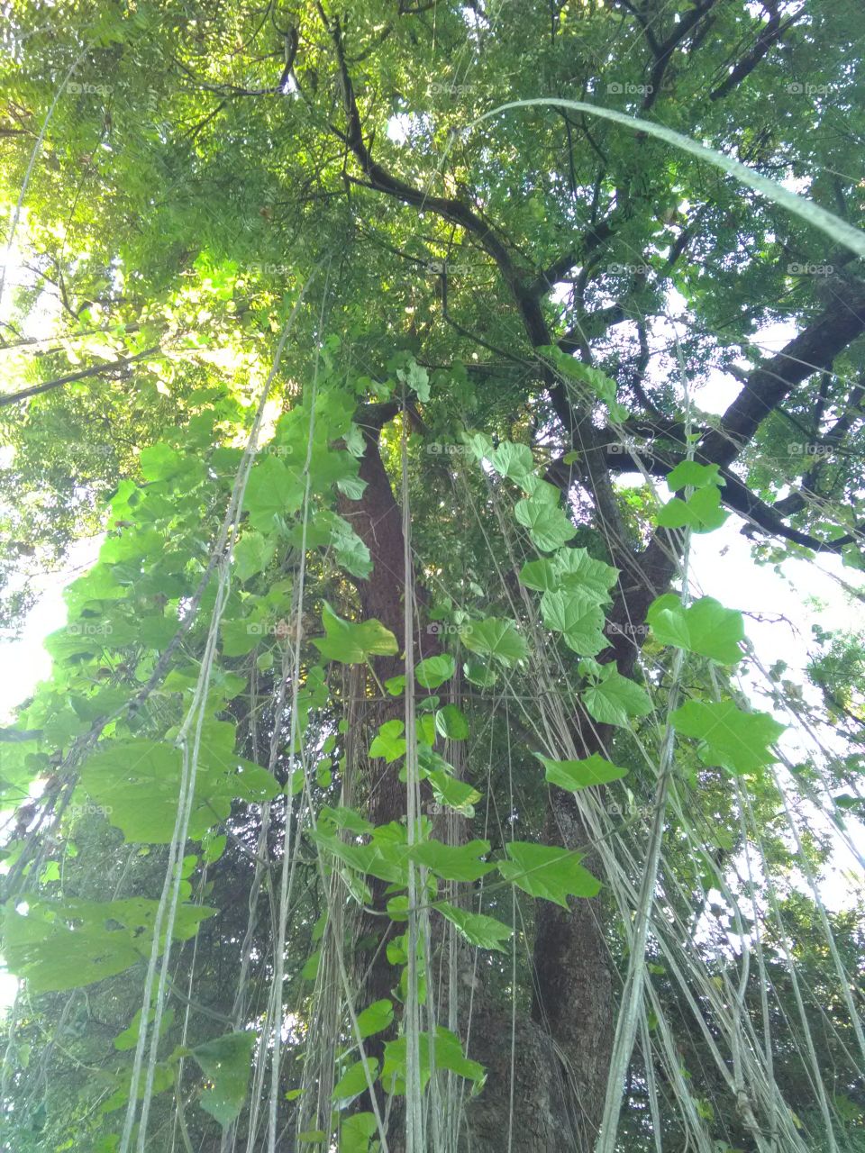 This is the story of Amarbail coming towards the ground from the sky.