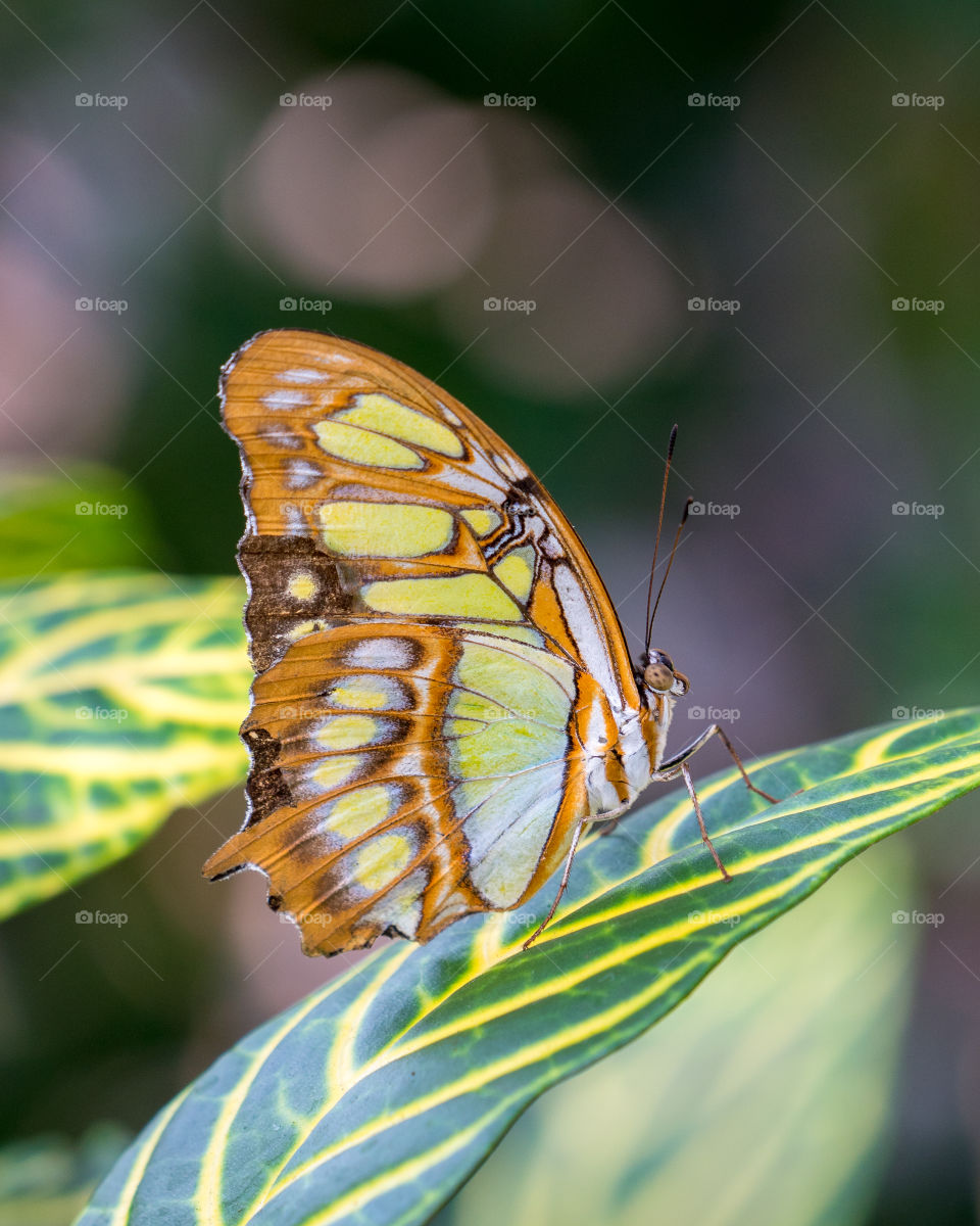 Closeup of butterfly on leaf