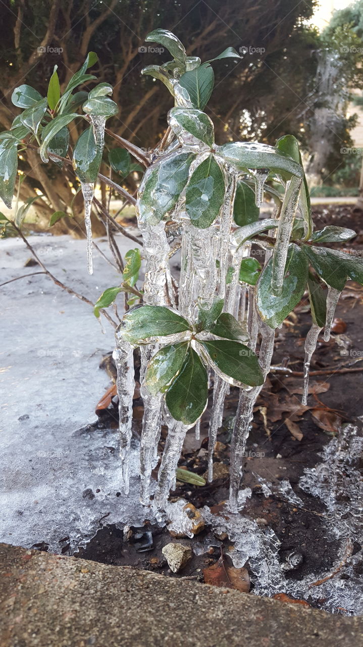 Rare frost in Houston