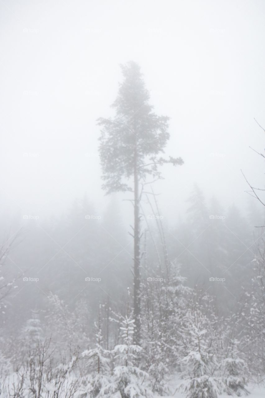 Winter fog