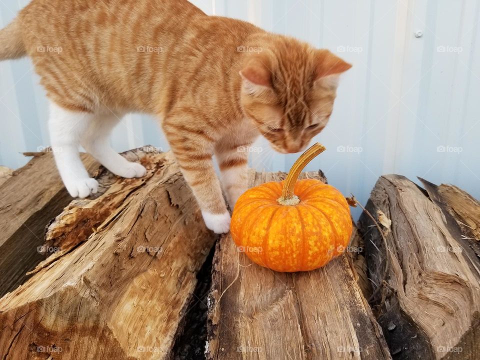 Orange Kitty asking, "What's that little pumpkin doing here?" 🎃😹