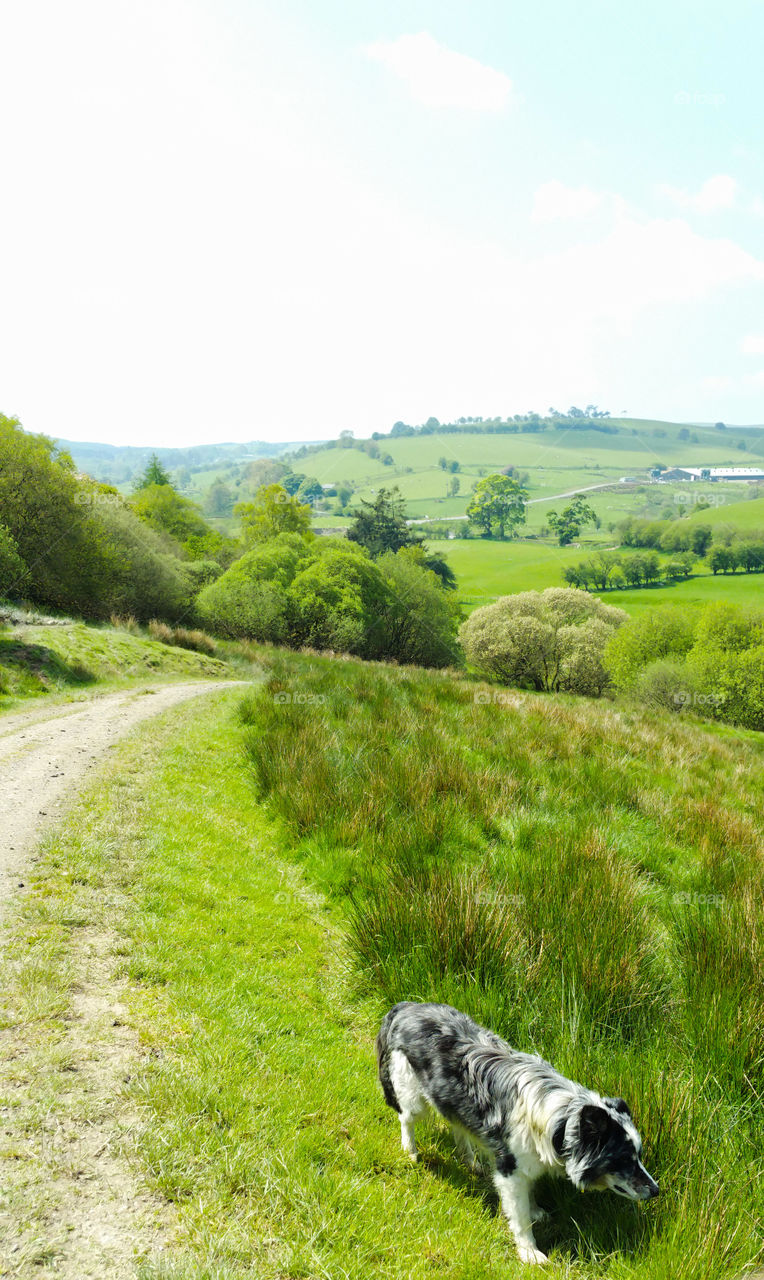 A landscape with a dog