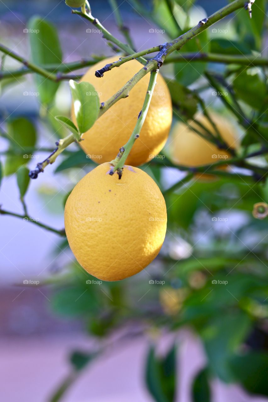 Bright yellow ripe organic lemons growing on tree outdoors, vitamin C citrus fruit delicious food ingredient 