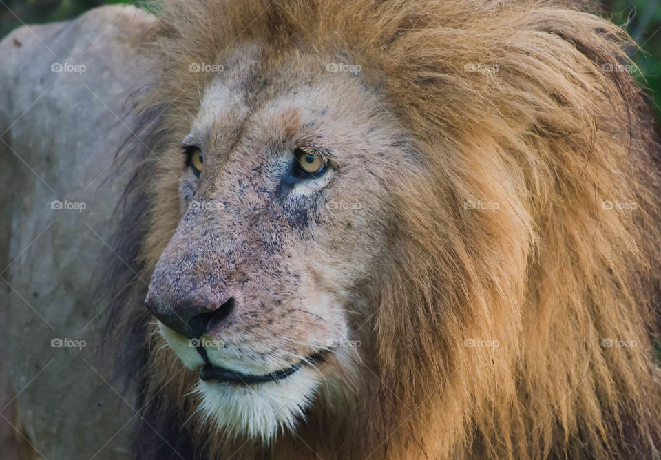 East African Lion from Masai mara