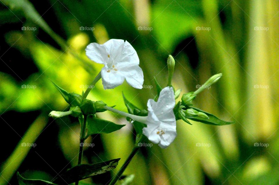 --White and peace ....