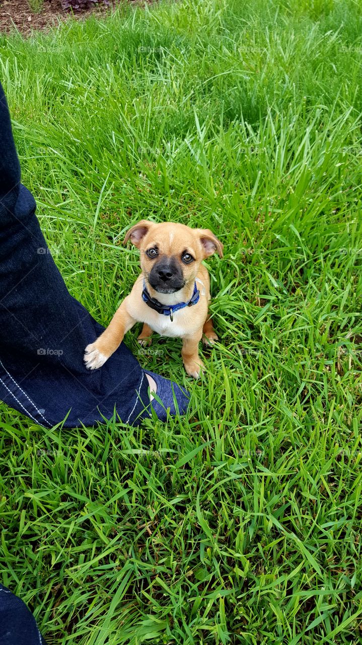 puppy on foot