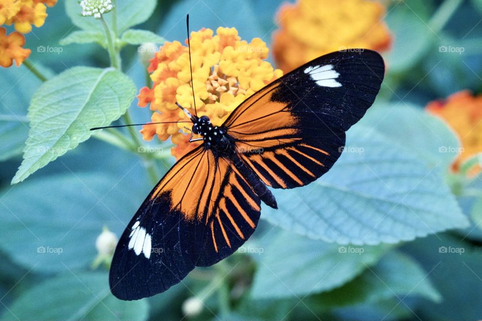 Beautiful butterfly 