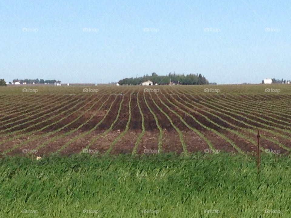 Spring planting