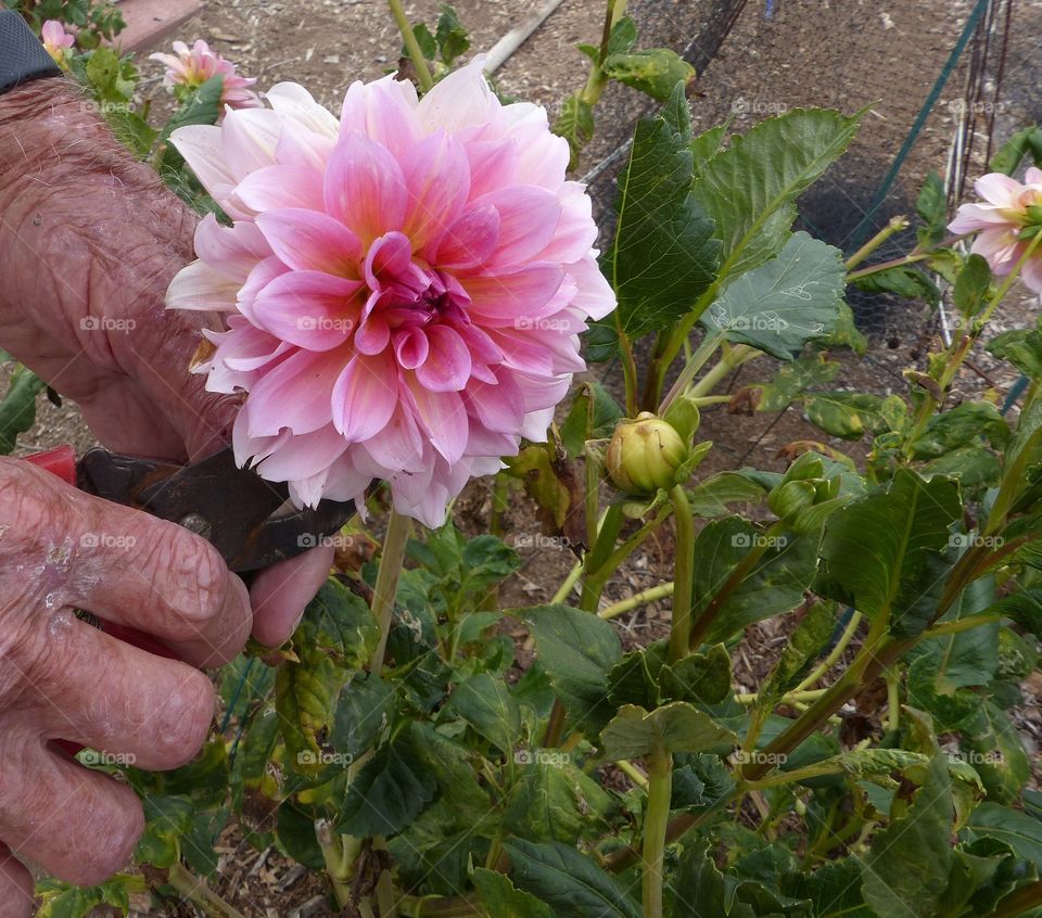 Clipping dahlia blossom 