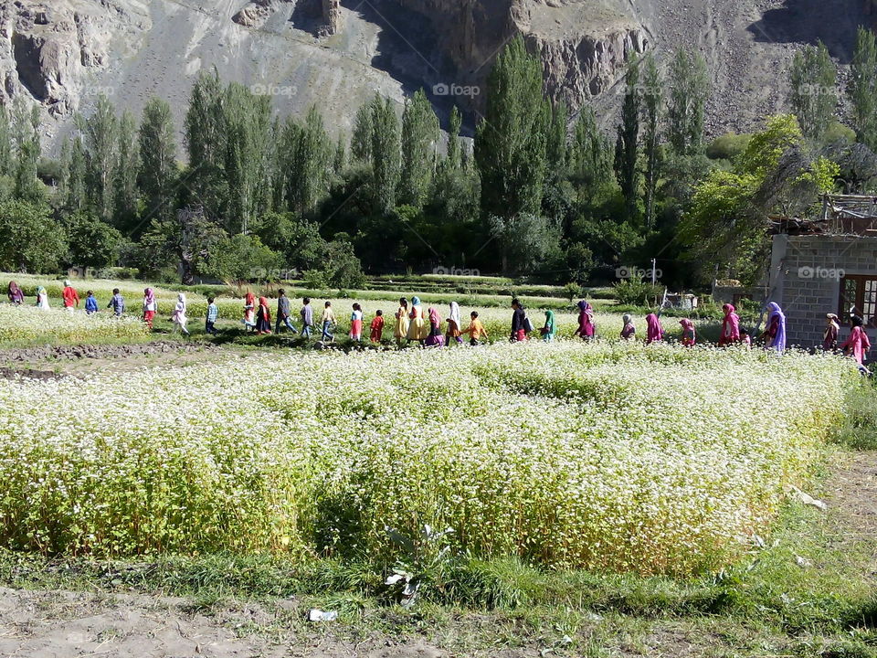 Beautiful village, the villagers walking around the field. They are going for their work.
