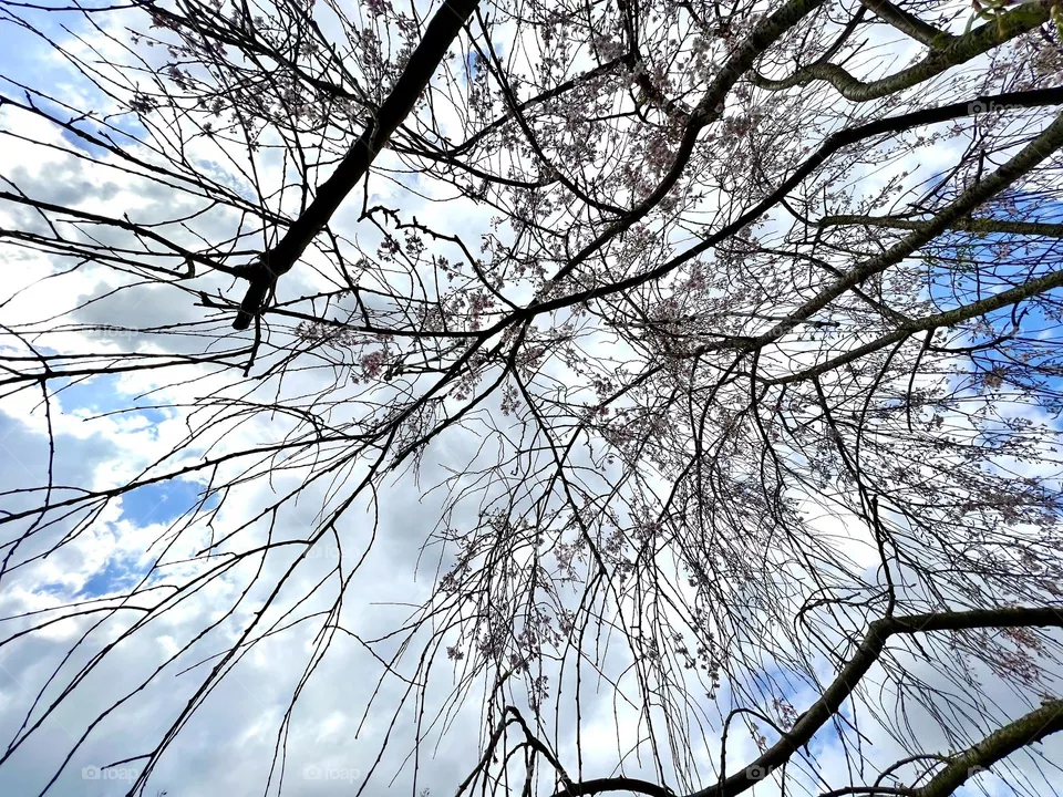 Cherry Blossom Sky