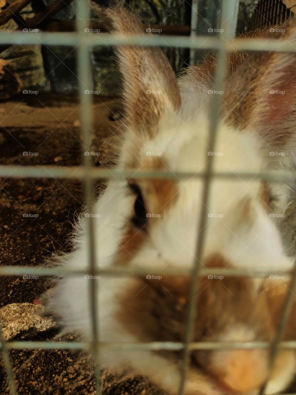 Rabbit in the cage iron