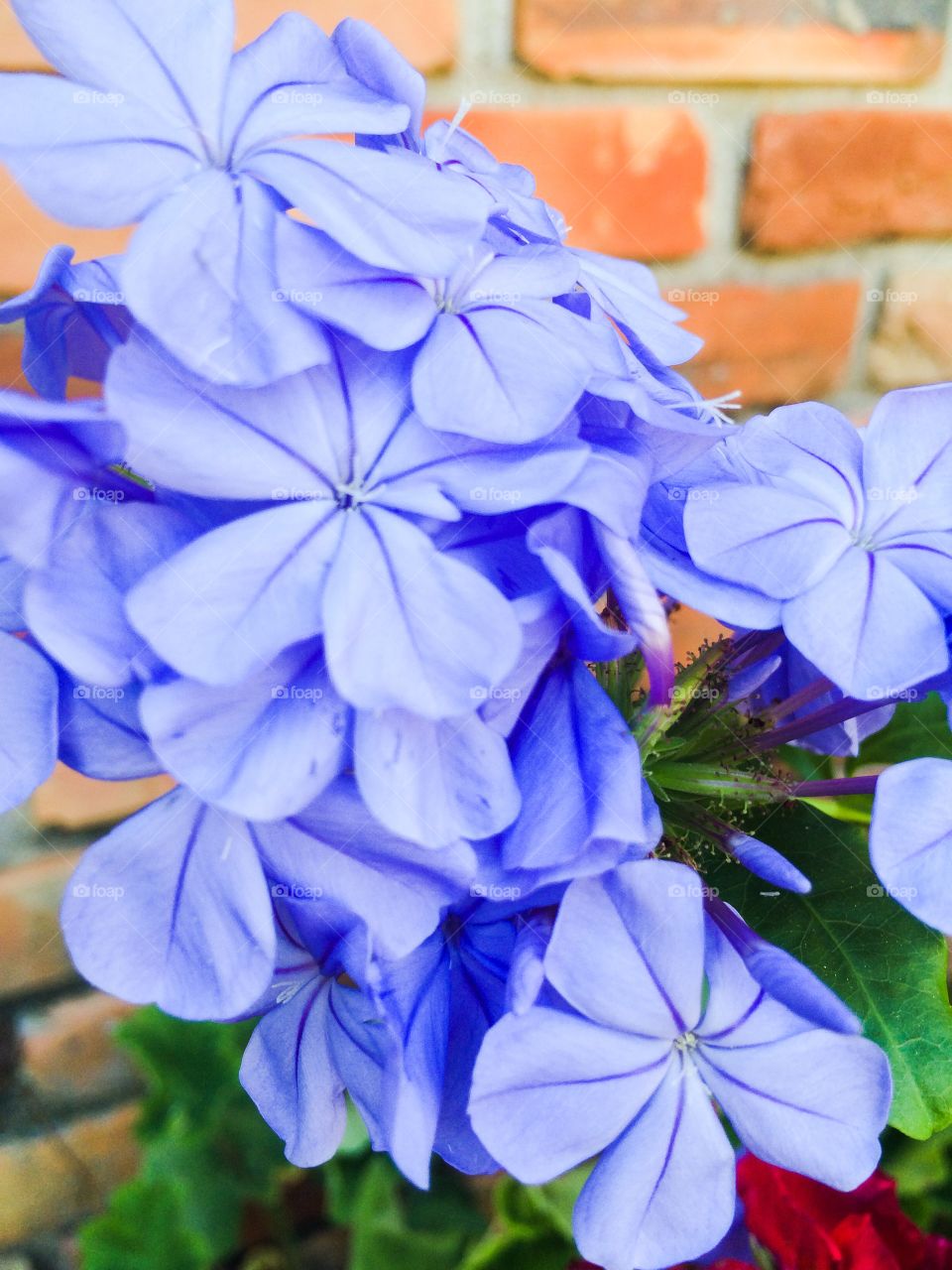 Spring flowers in bloom 