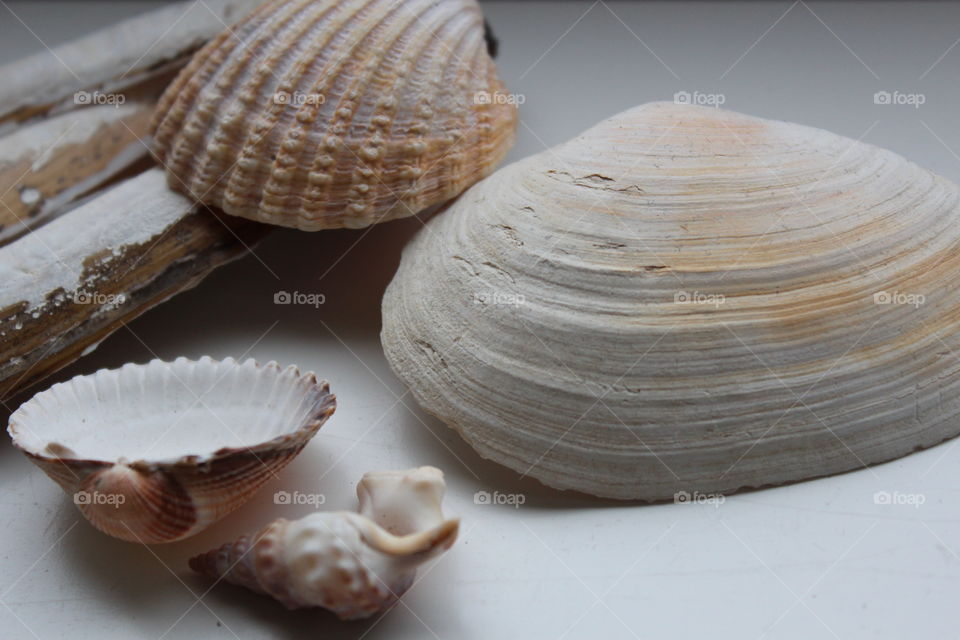 Seashells on a table