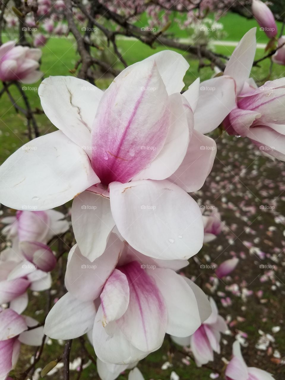 The Tulip Tree