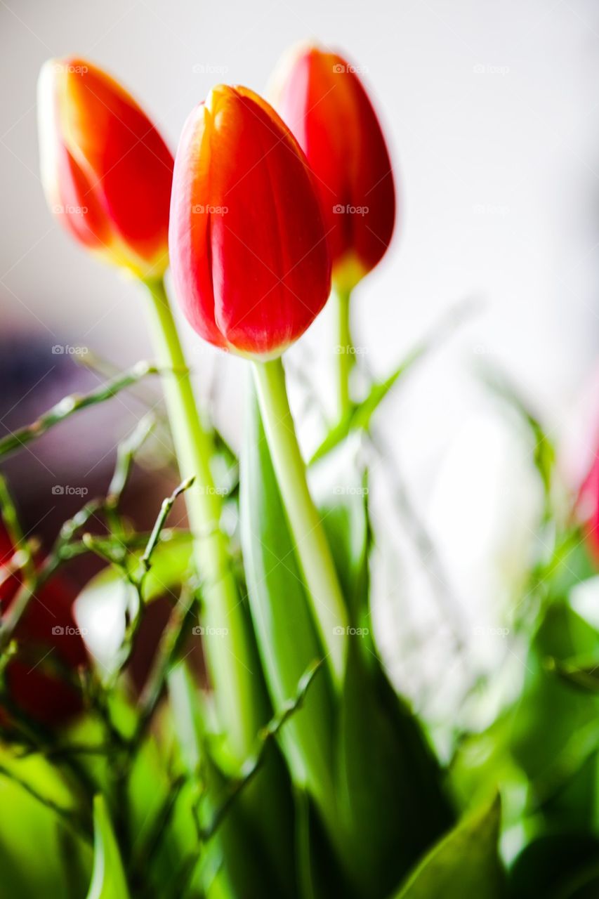 Beautiful tulips 