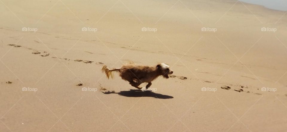 A dog runing on a, sand near the beach.