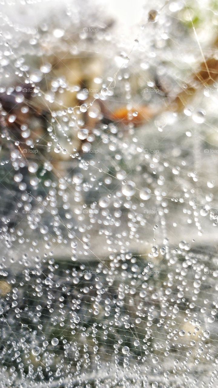 Spider web with dew drops