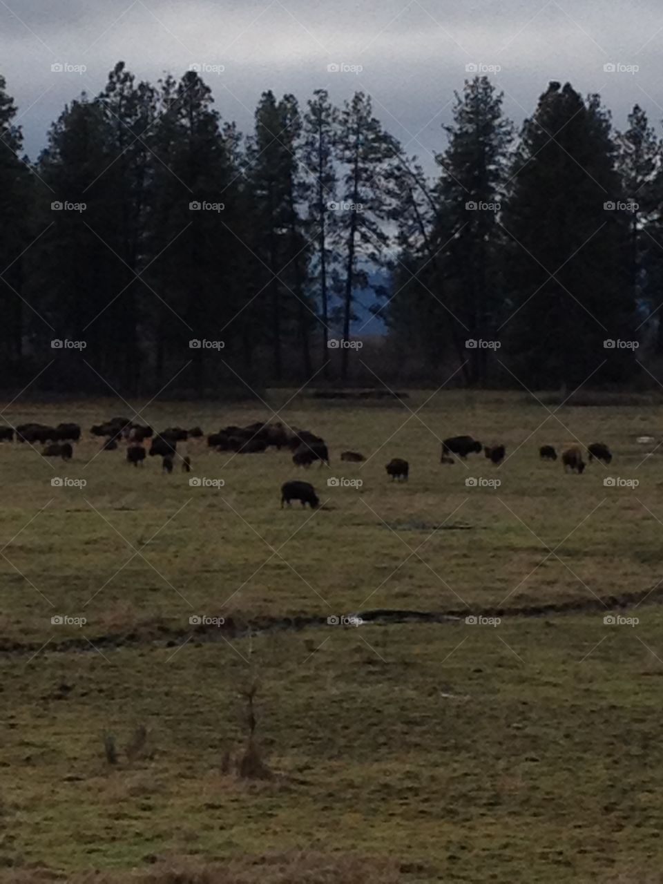 Buffalo Herd