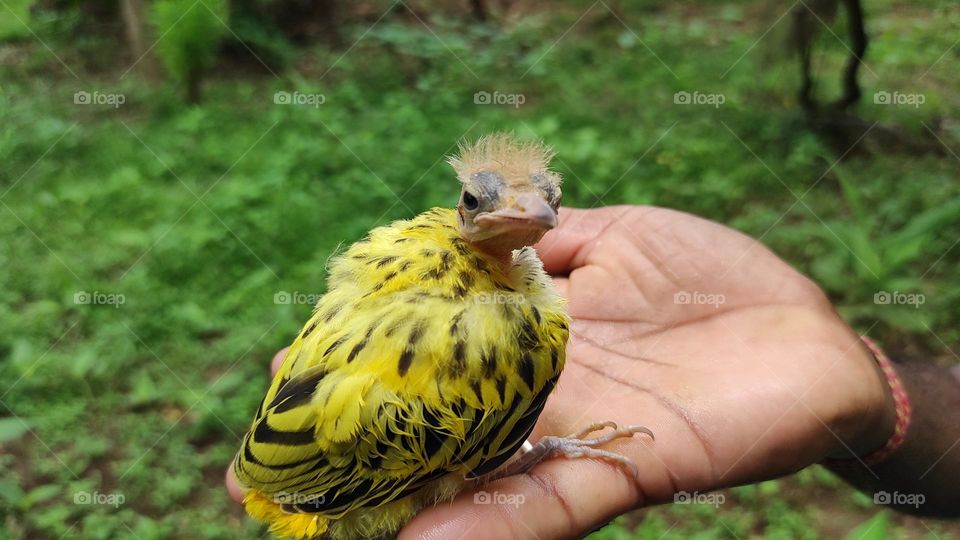 This Was Bird, I Got Him In Our Garden May Be It Falldown From There's Nest. When Ever I Get Him It Have Many Ants In There Body ,It May Be Feel Very Pain Due to ant Bite Him, Hopefully I Get This Bird .Iam Very Happy To Save This Unique Baby Bird 🤗
