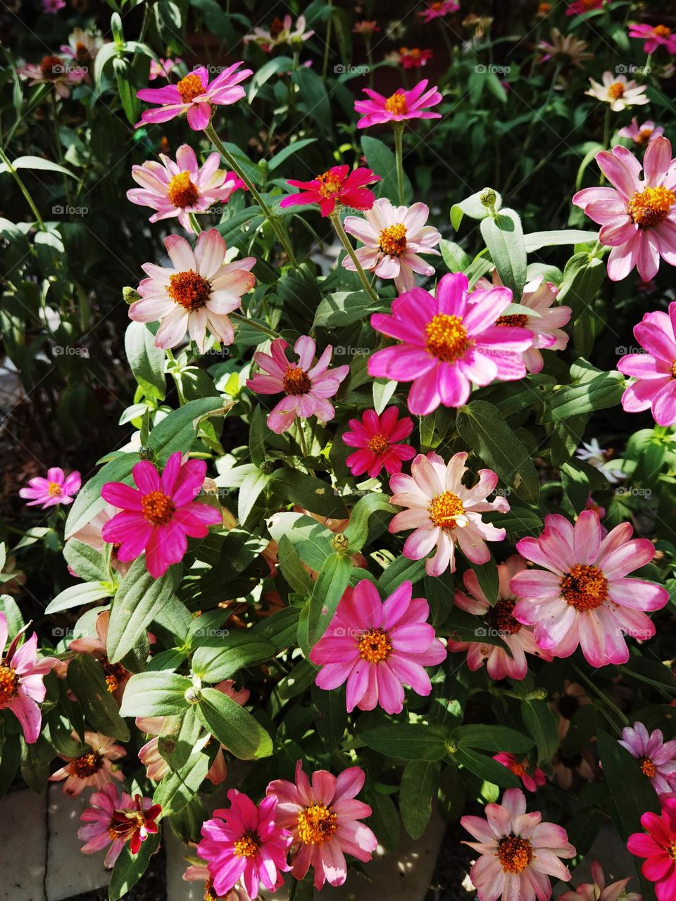 Colorful Flower Garden