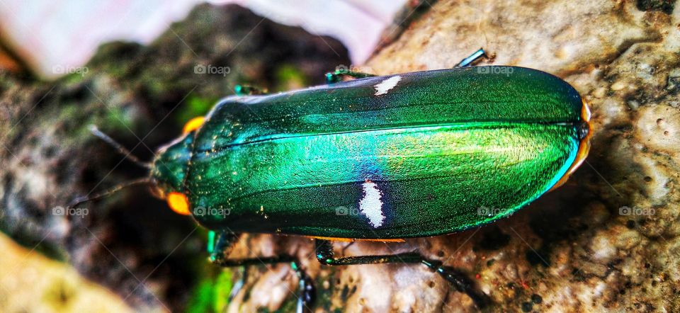 Gem beetles are often brightly colored and always have a hint of color usually on the underside.