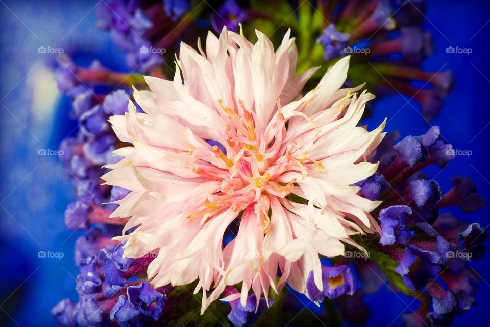 Beautiful blue flower blossoming close up background nature therapy amazing wildlife summer feeling holidays Crete Island Greece floral powered by earth sciences and technology on blue background