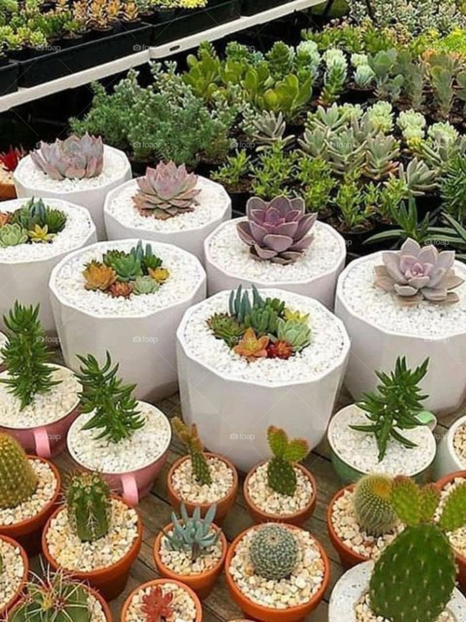 Beautiful succulents in beautiful plant garden