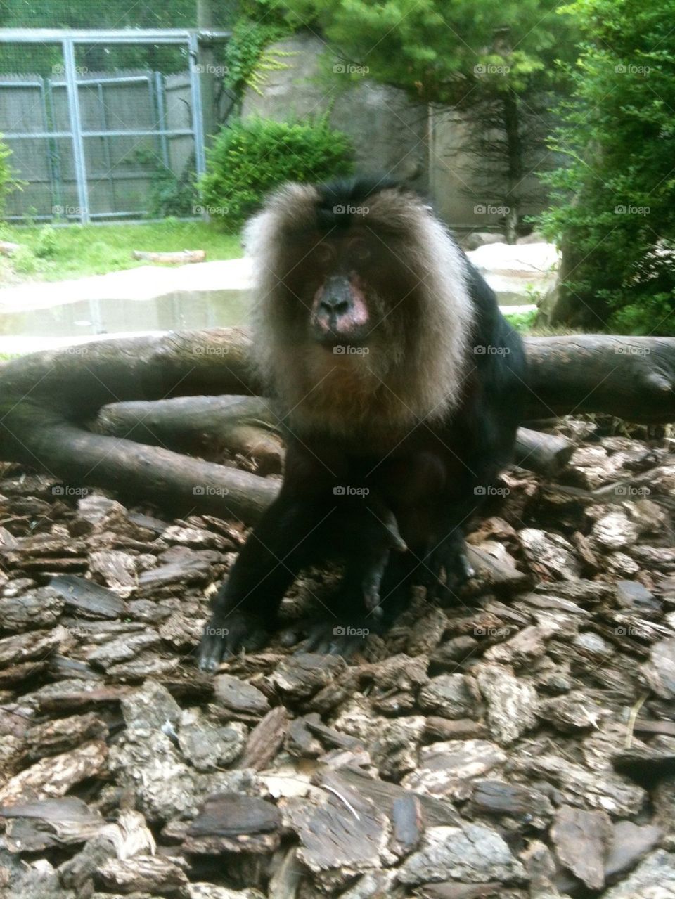 Monkeys at the zoo 