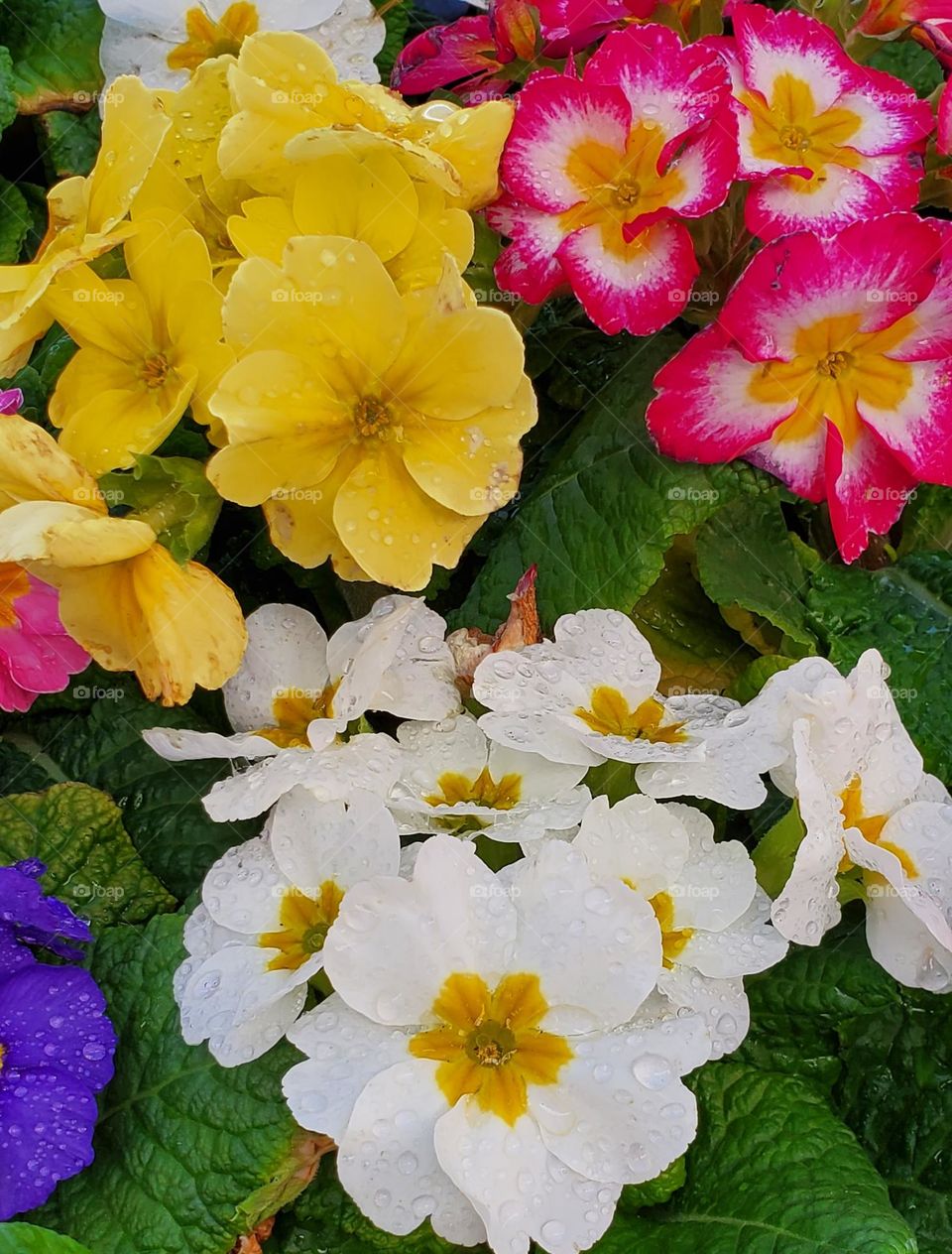 Colorful Flowers in the Garden