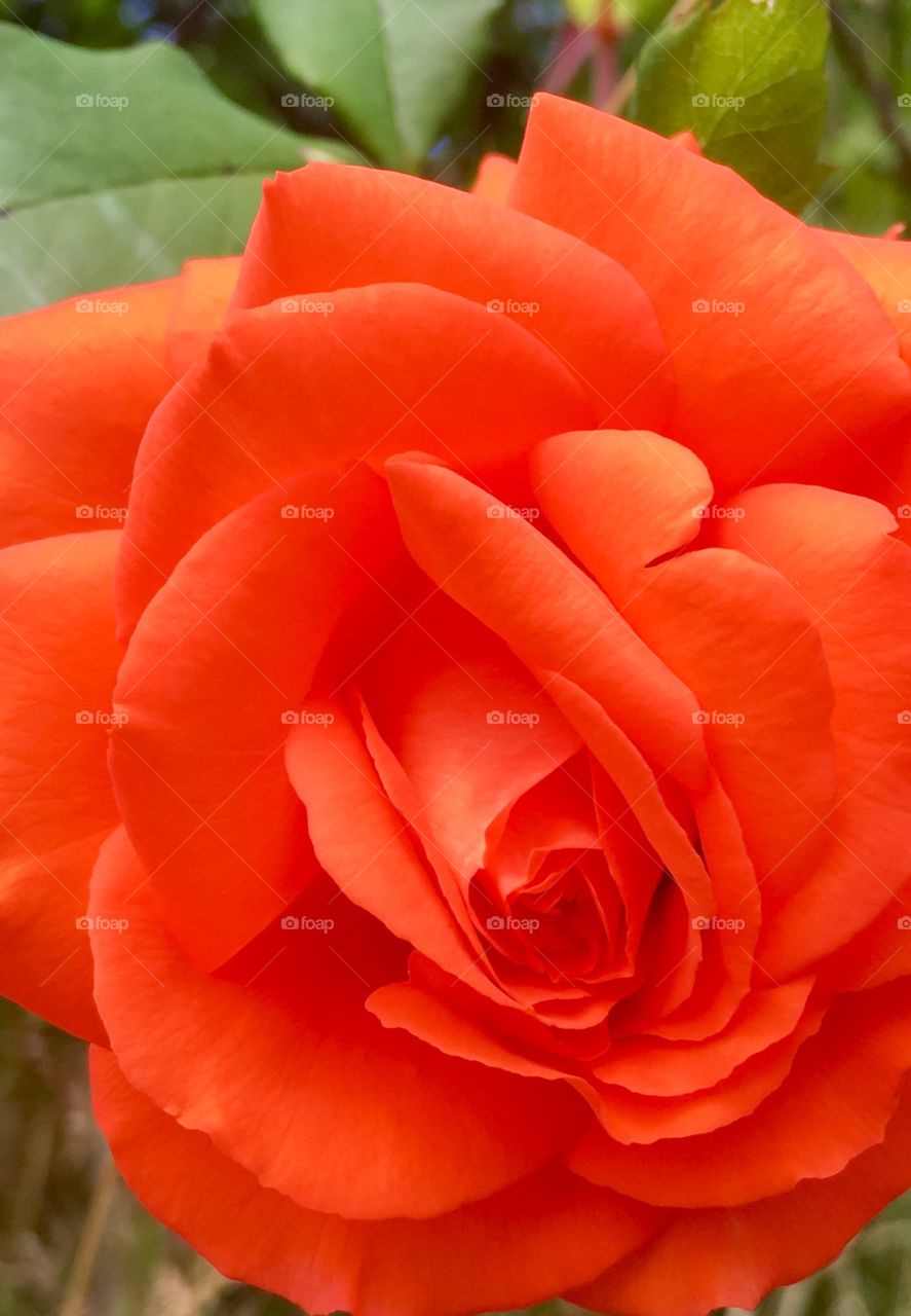 Rose close up - Orange 