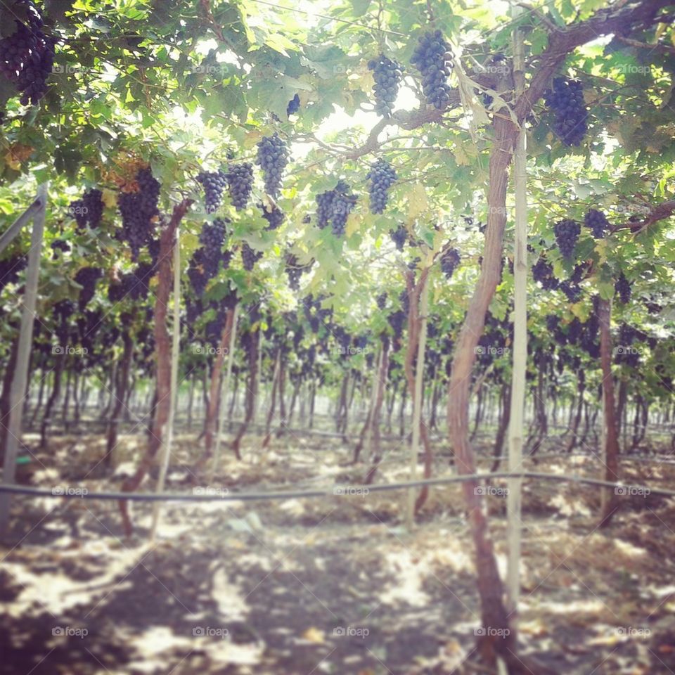 grapes farm