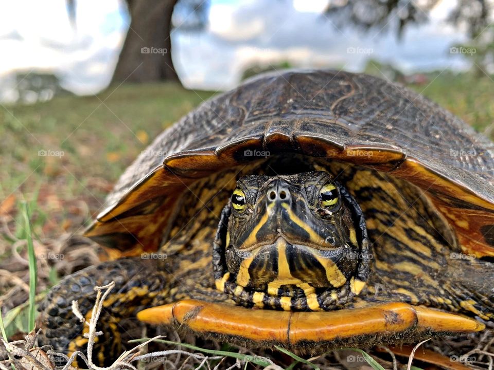 Unusual sus-pets! Close up of a Yellow bellied turtle slowly moving through the grass 