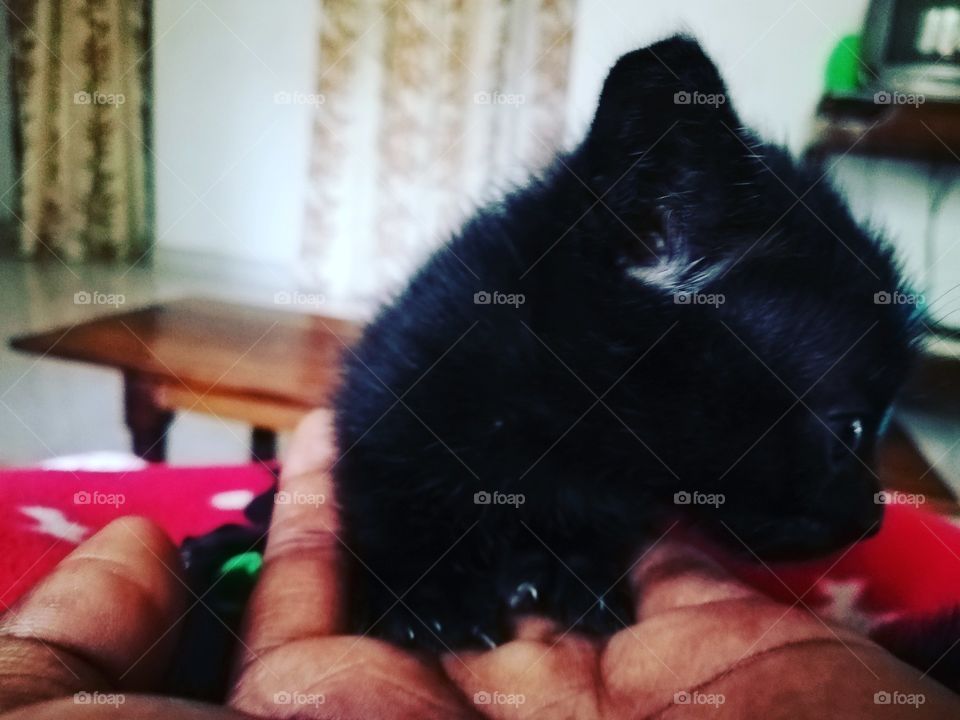 New born kitten