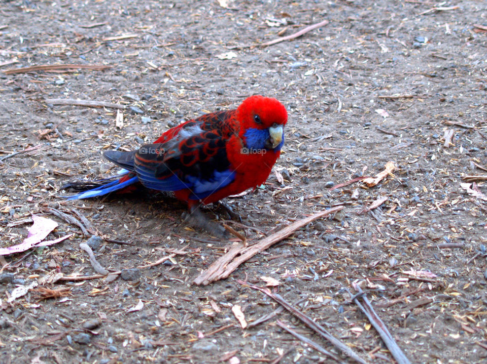 red and blue coloured bird in Australia in a forest