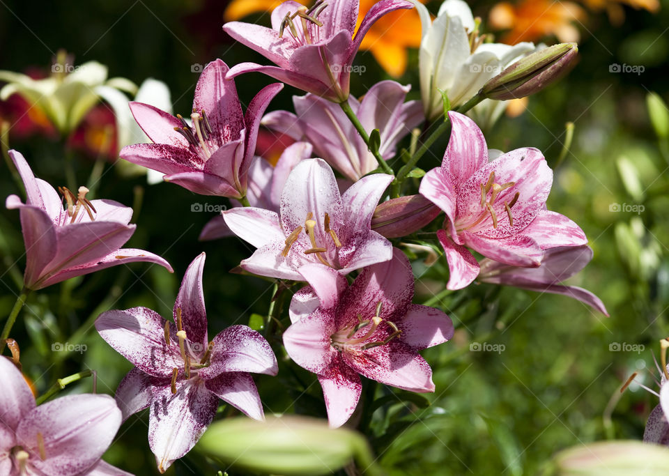 Lilies in a garden.