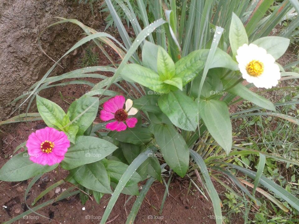 flor de 3 cores