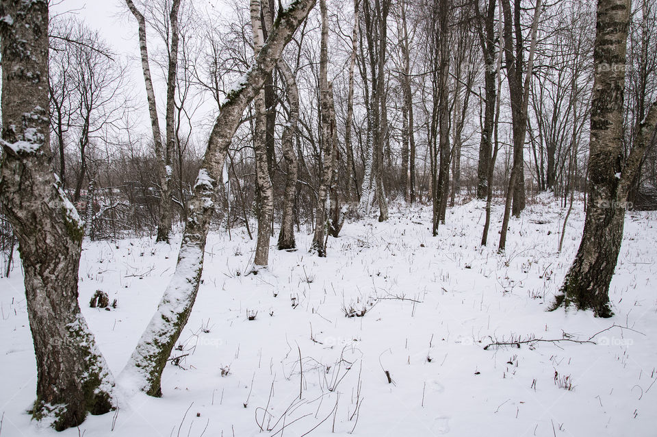 Birch trees in winter