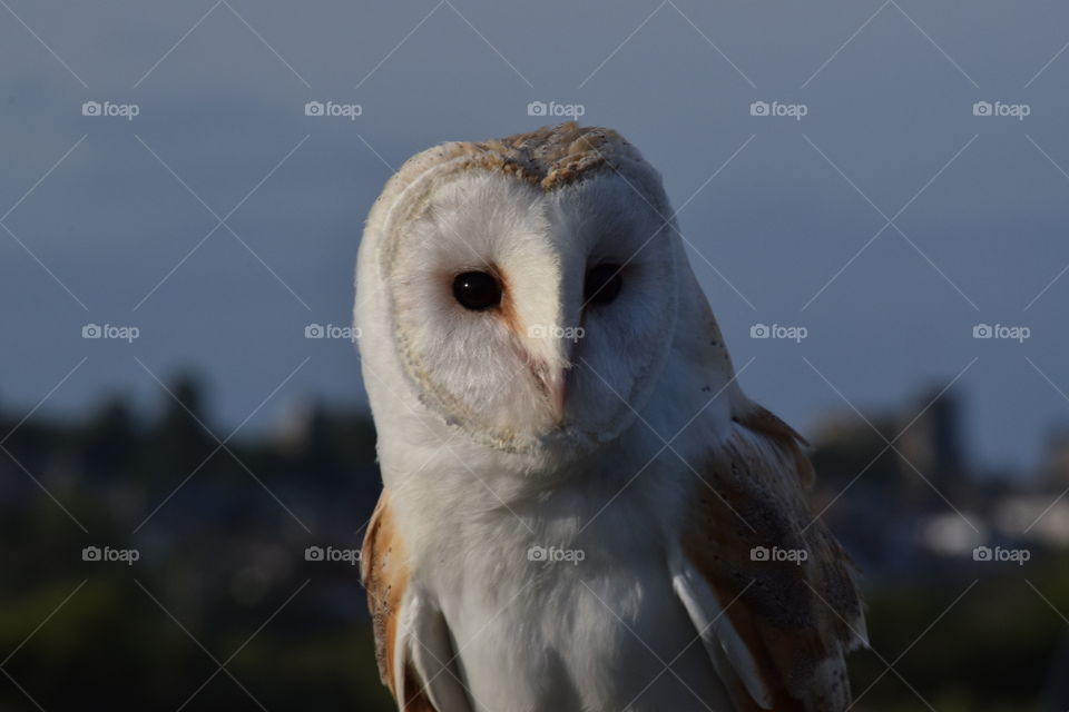 Barn Owl Potrait