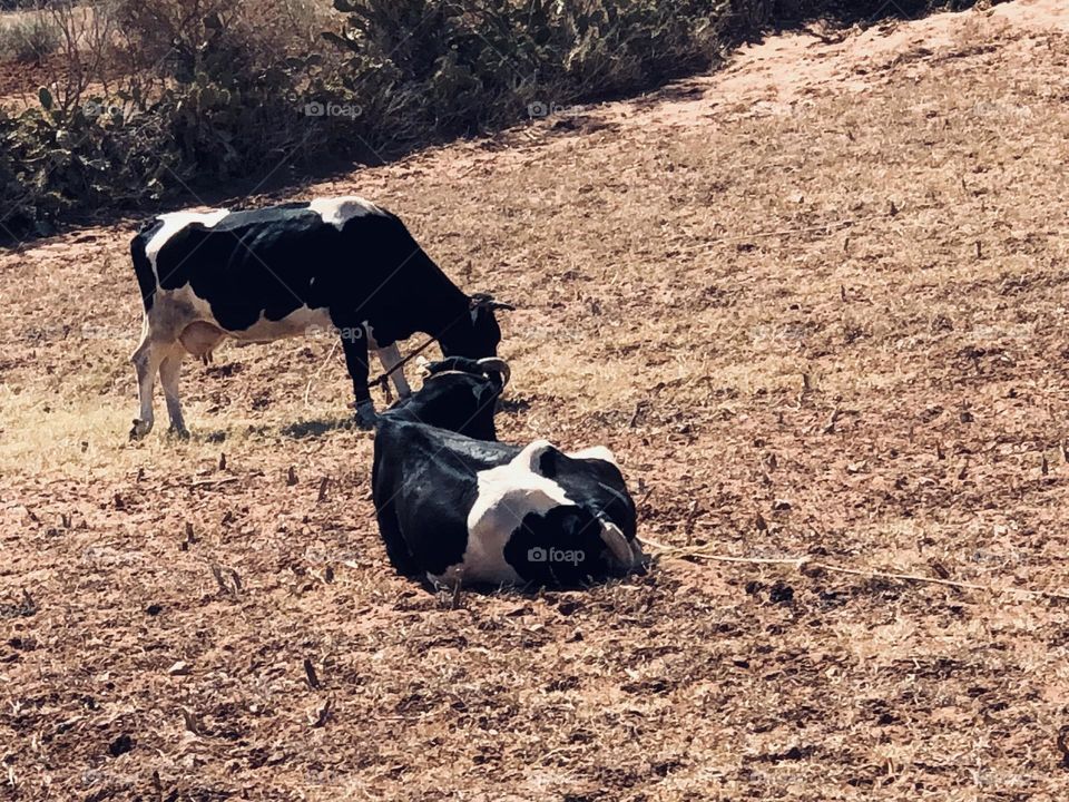 The cows in the field 