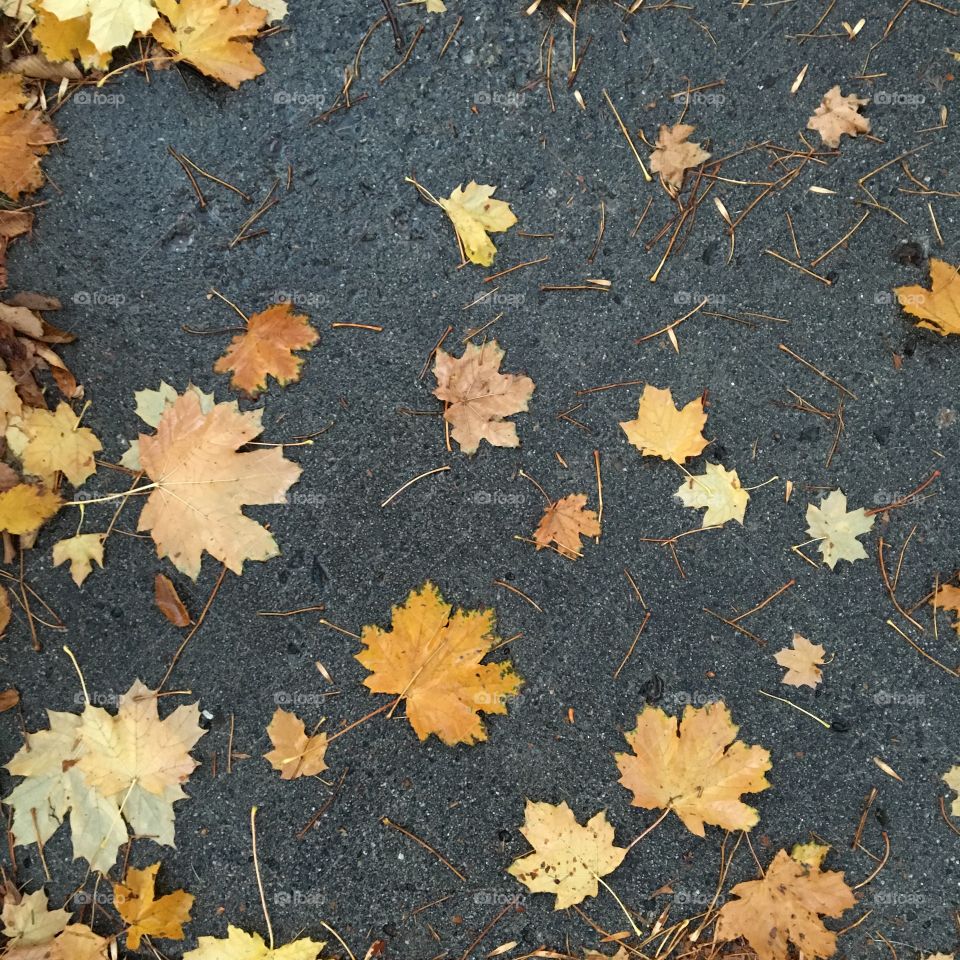 Fall leaves on sidewalk after rain. 
