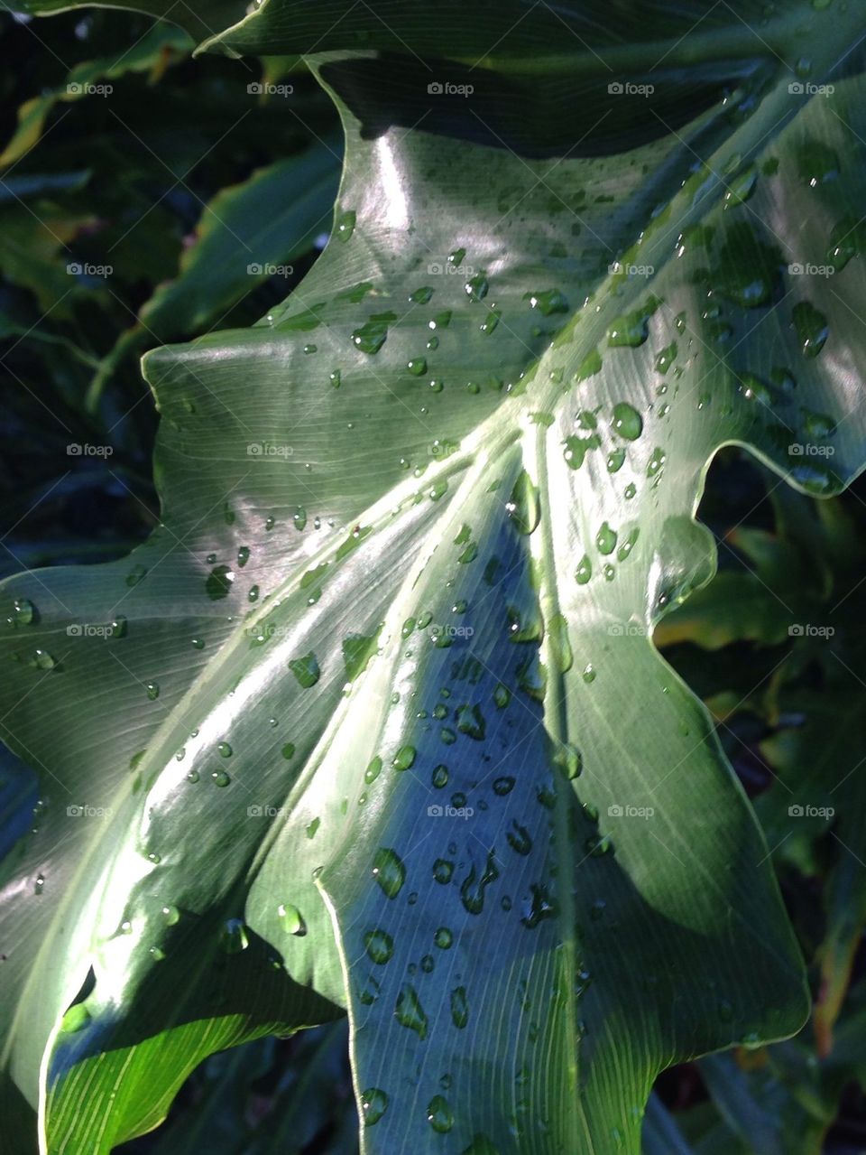 Raindrops on tropical foliage