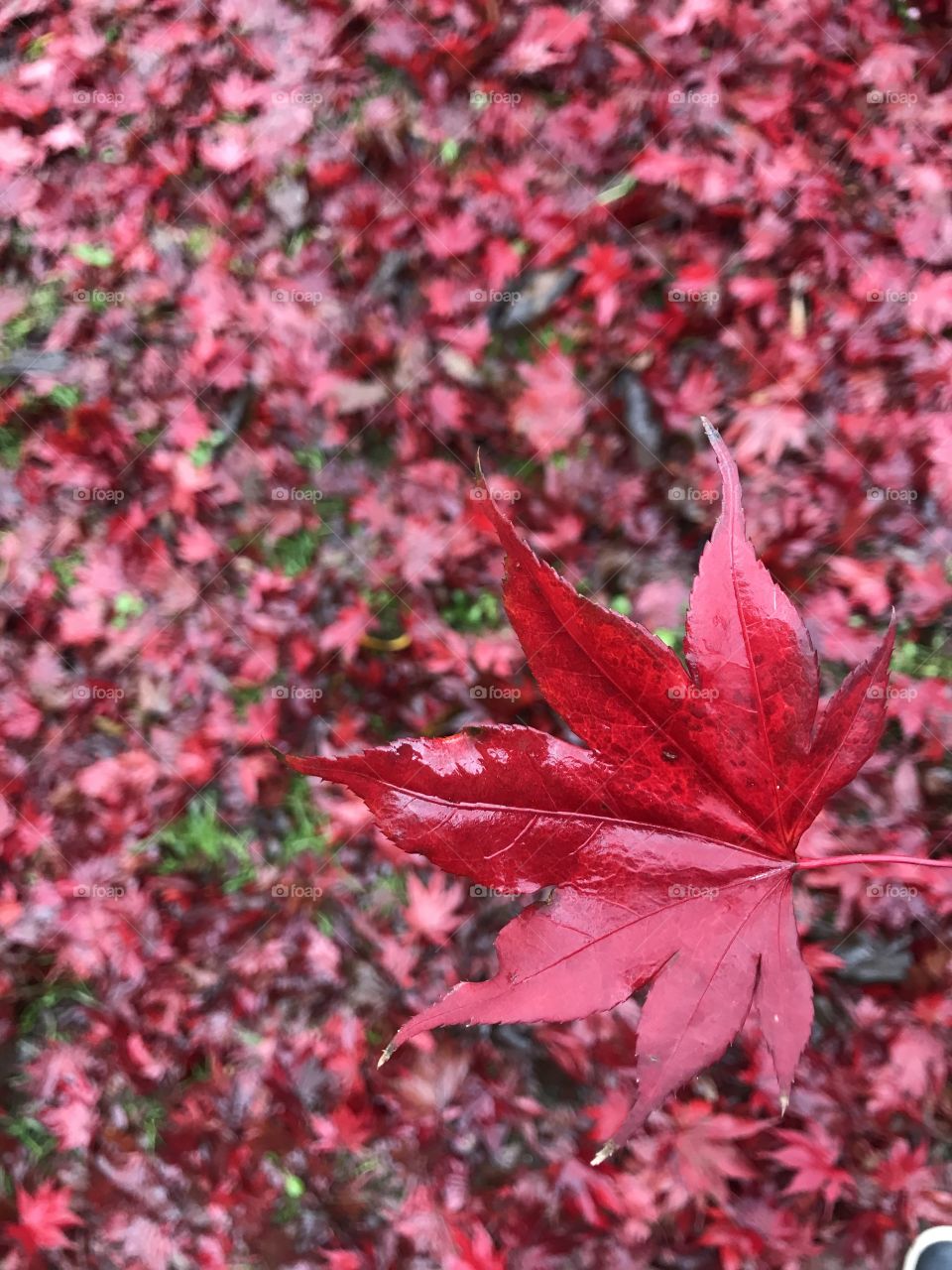 Outono. Folhas ao chão! 🍁