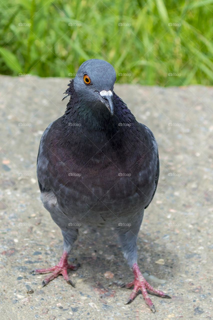 Pigeon.