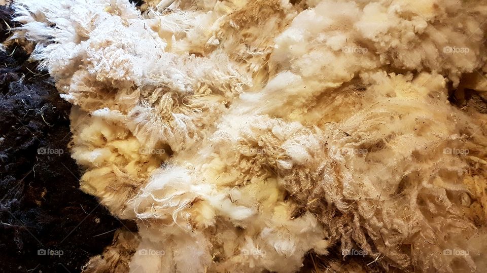 Sheep wool