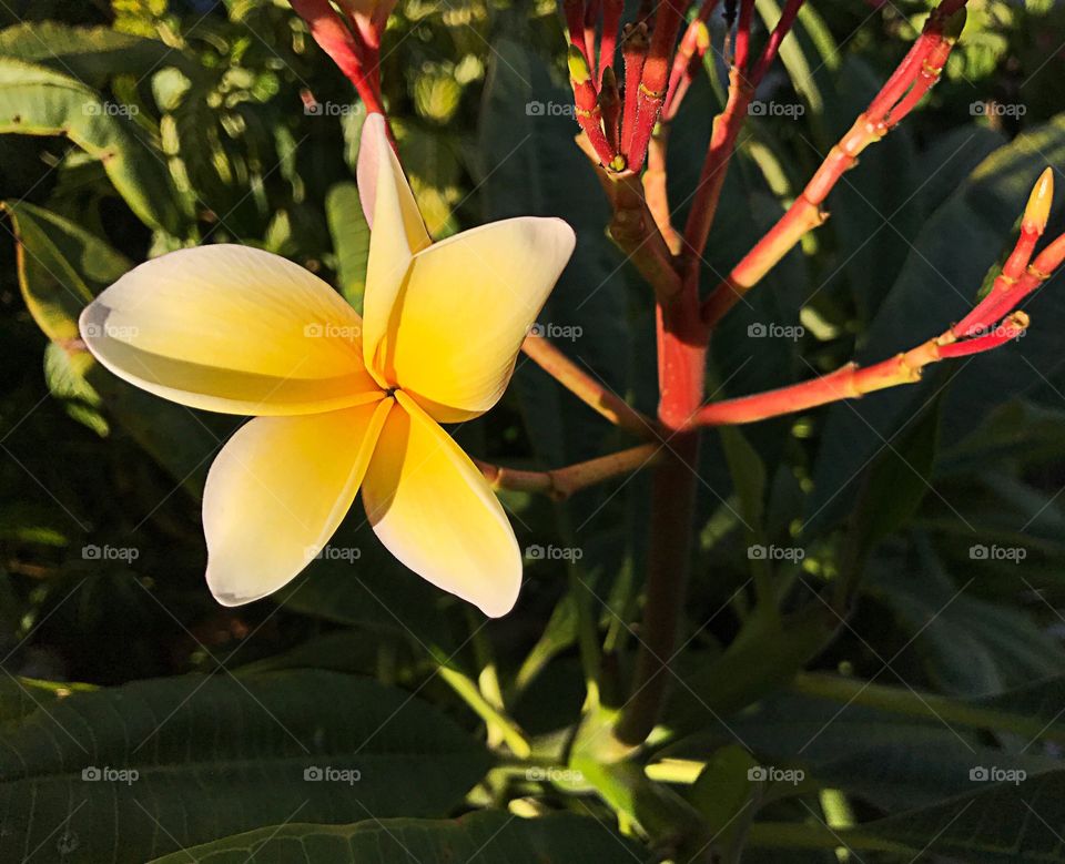 Close-up of yellow flower