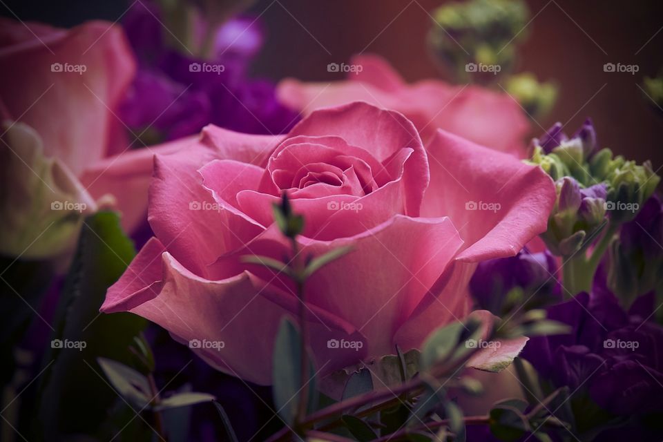Pink roses