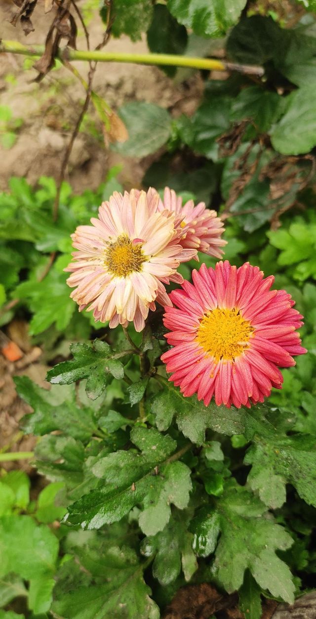 Flower 🌸