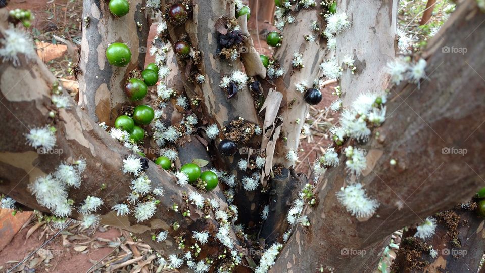 Os pés de jaboticabas estão todos floridos e frutificados.